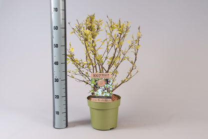 Morus alba 100% Fruit 21cm توت