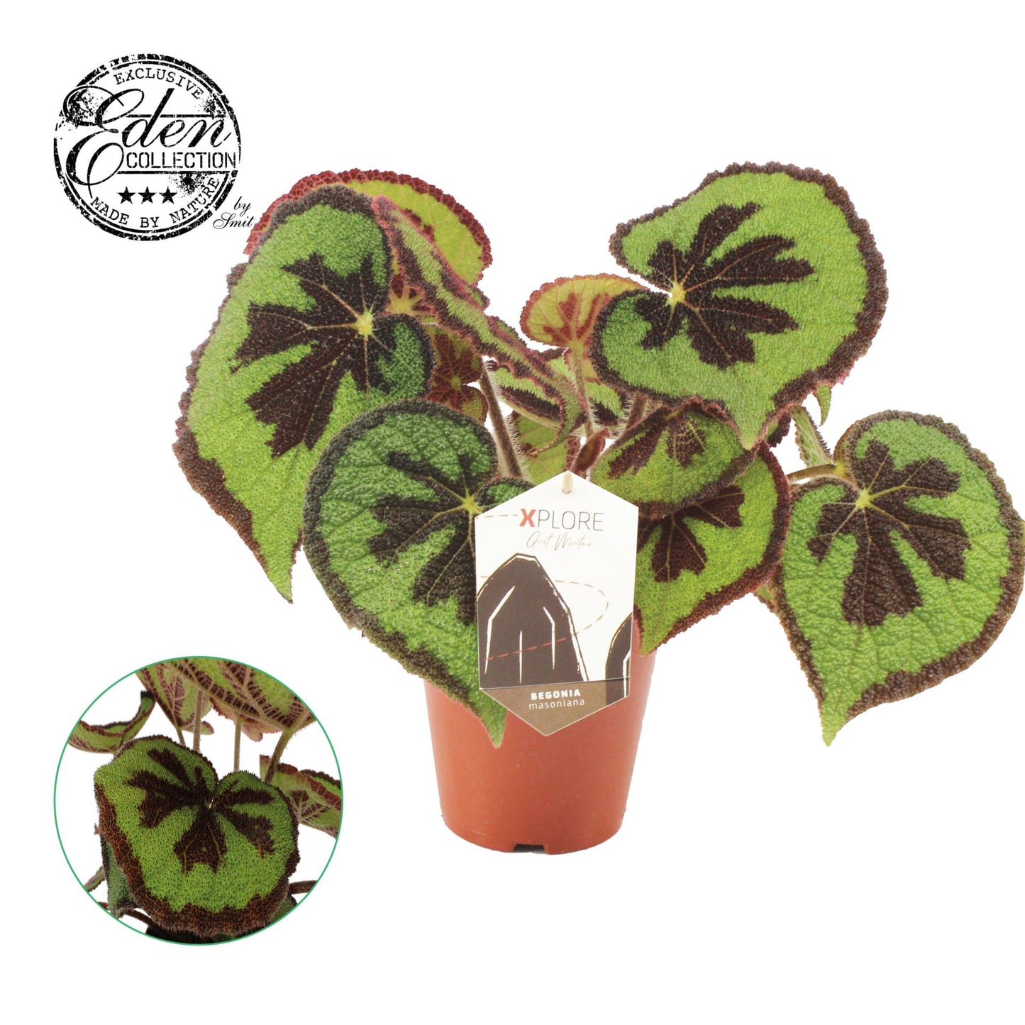 Begonia Masoniana Mountain 15cm Engels label