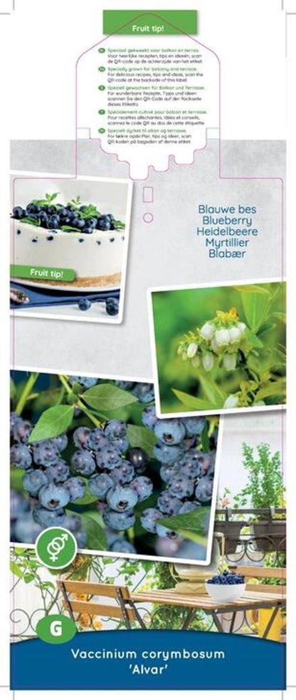 بلوبيري Alvar Compacte blauwe bes