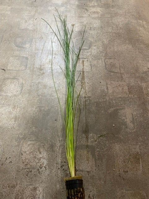 Eleocharis montevidensis