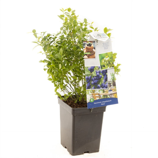 بلوبيري Aino Compacte blauwe bes