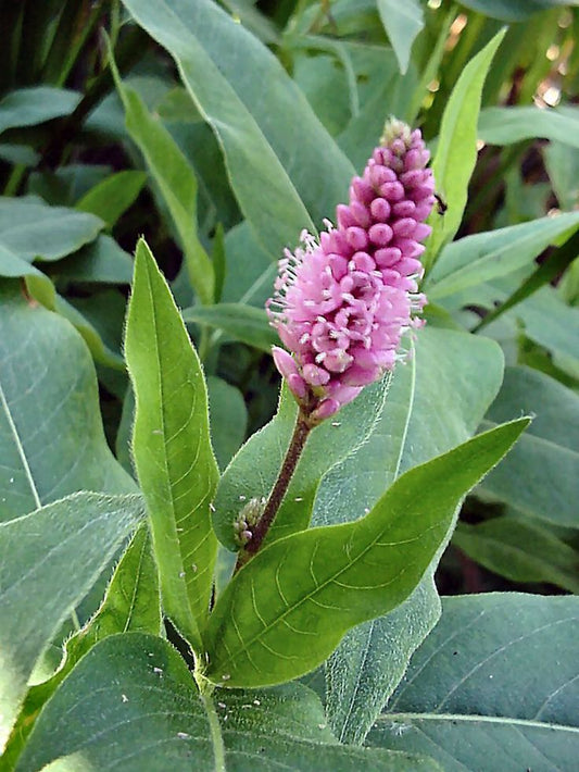 Polygonum amphibium (18x18)