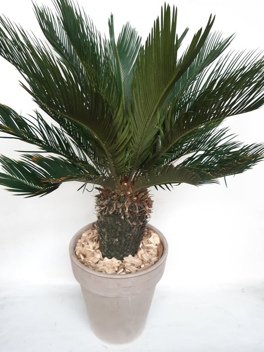 Cycas  نخل زينة