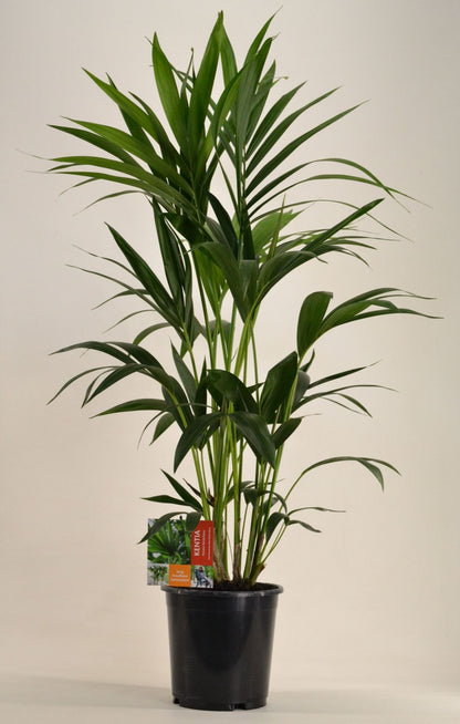 KENTIA - P21 H110 - 6PP (Howea forsteriana)