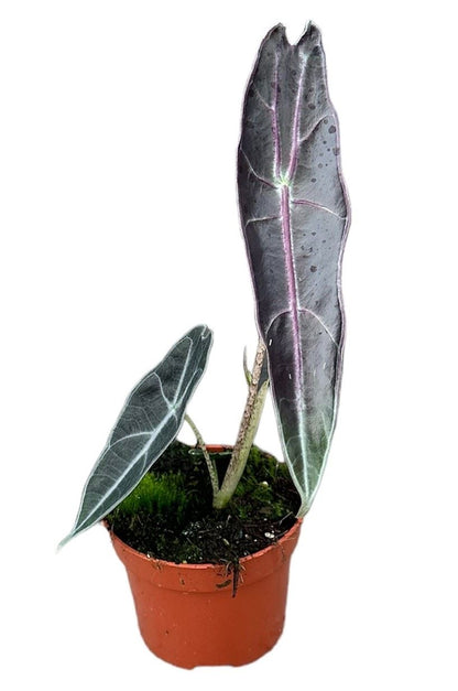 Alocasia Longiloba Purple الوكاسيا لونجيلوبا الحمراء