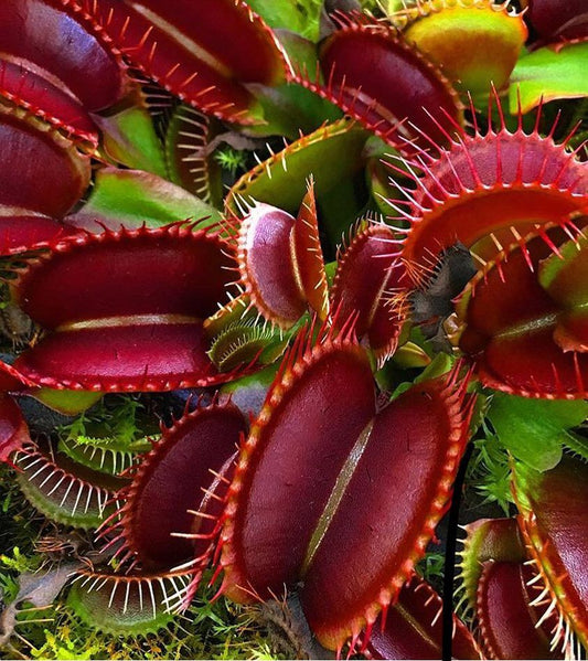 Dionaea Muscipula red dragon