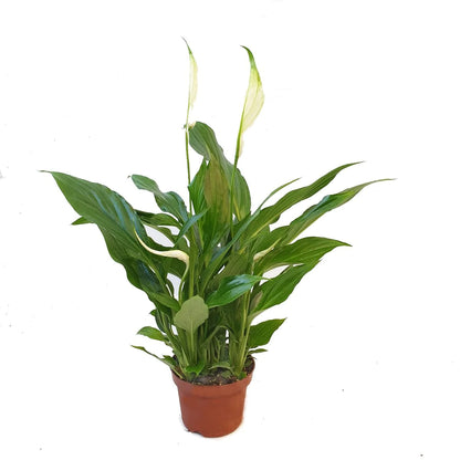 Spathiphyllum Alana 12 cm