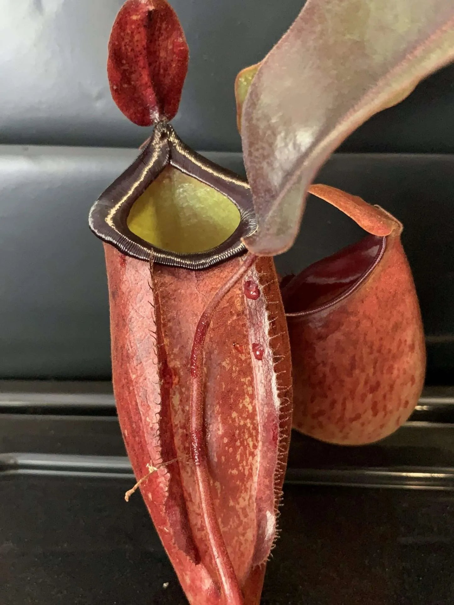 Nepenthes ampullaria  xxl