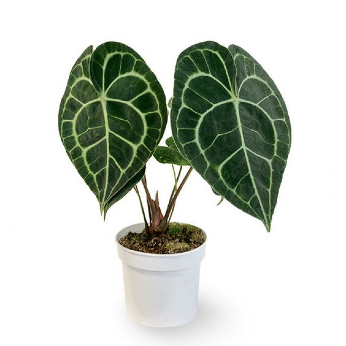 Anthurium Clarinervium ,3 cutting(s)/pot