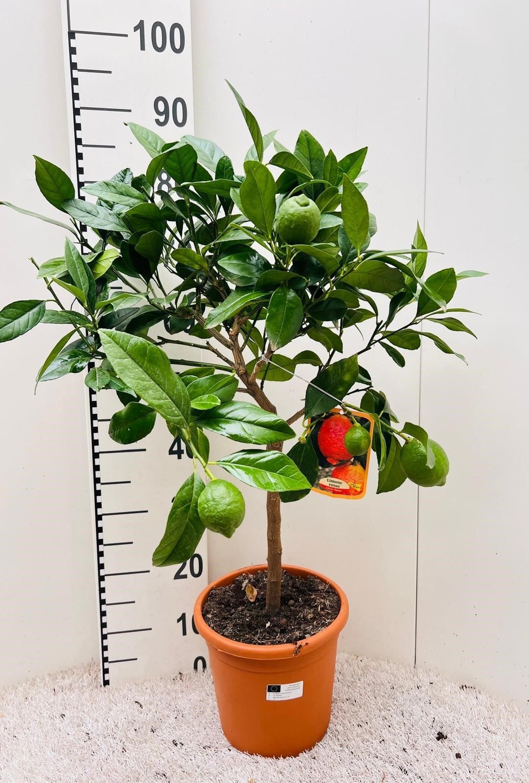 Citrus limone Lemon-Rossa on stem الطول ٧٥ سم واكثر ليمون احمر