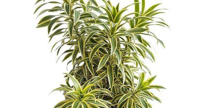 Dracaena Reflexa Pleomele 150cm