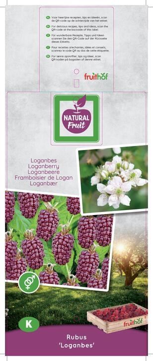 توت Loganbes P24 Doornloze kruising braam framboos