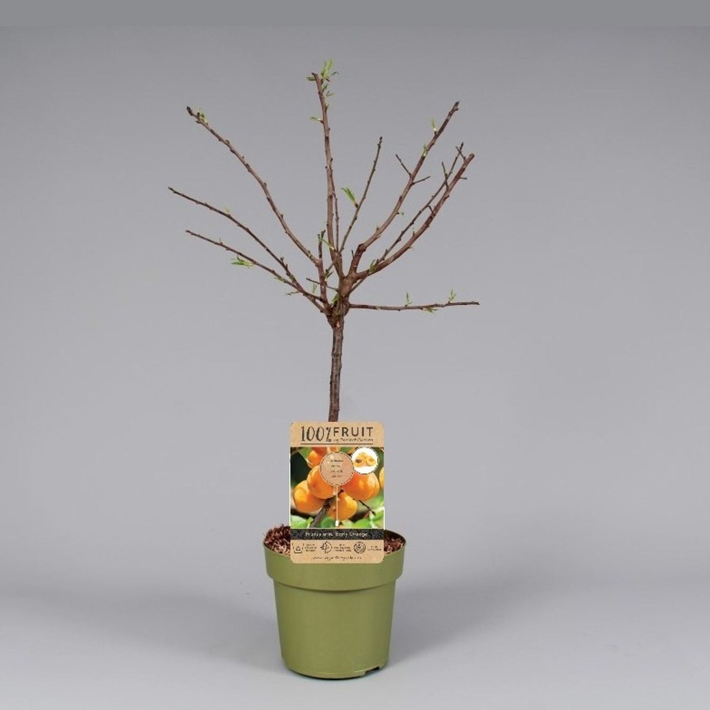 مشمش اوربي مبكر