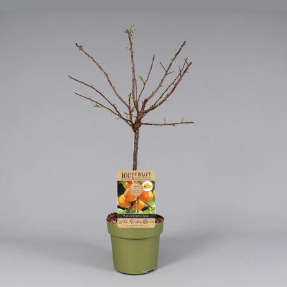 مشمش اوربي مبكر