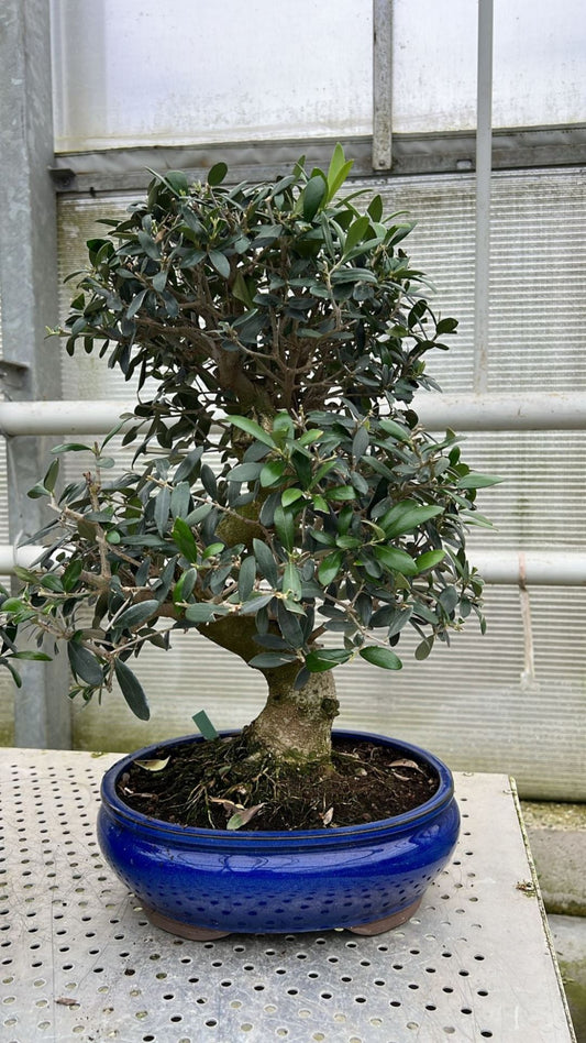 Olea europaea, بونزاي زيتون  Height 60. (