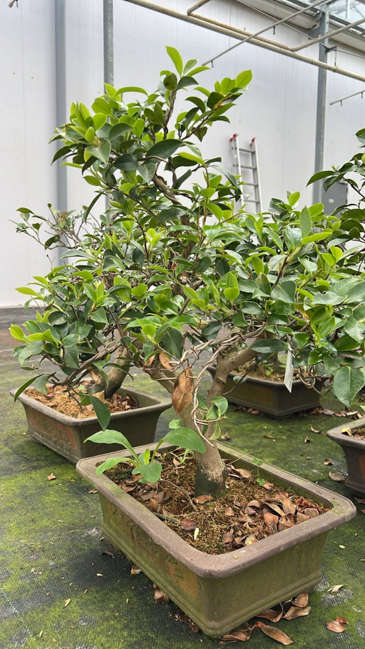 Camellia japonica, Pot 41cm. بونزاي الكاميليا