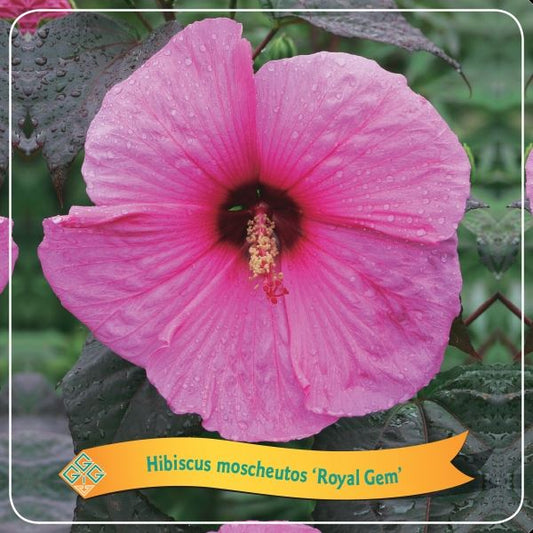 Hibiscus 'Royal Gem' C5