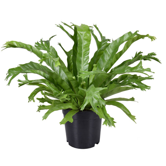 Asplenium Antiquum Crissie