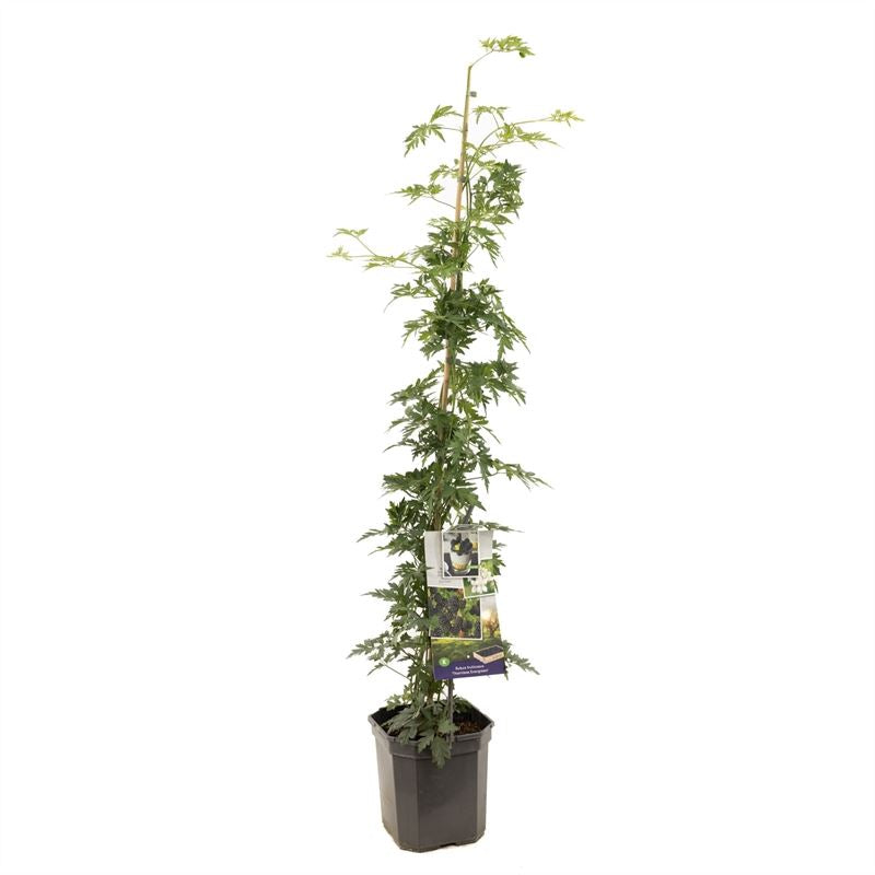 بلاك بيري  Thornless Evergreen P24 Doornloze braam