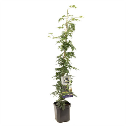 بلاك بيري  Thornless Evergreen P24 Doornloze braam