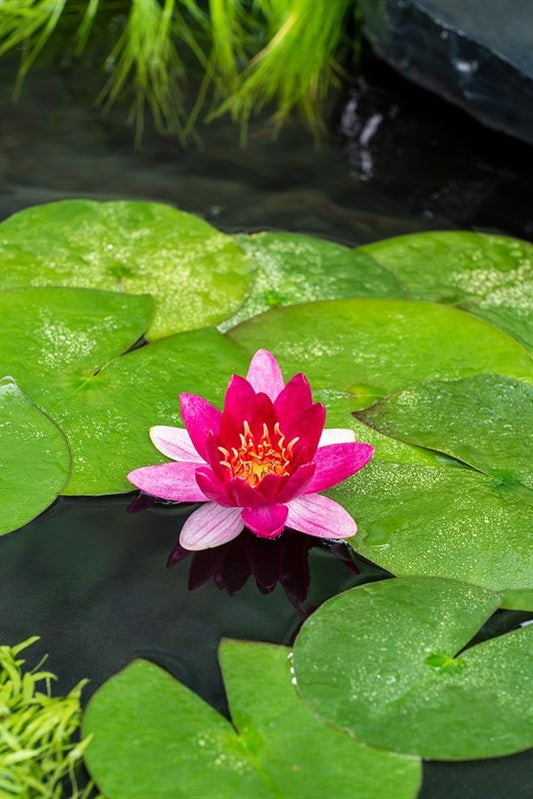 Nymphaea Pygmea Rubra (3L)