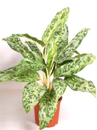 Aglaonema 'Peacock اغلونيميا