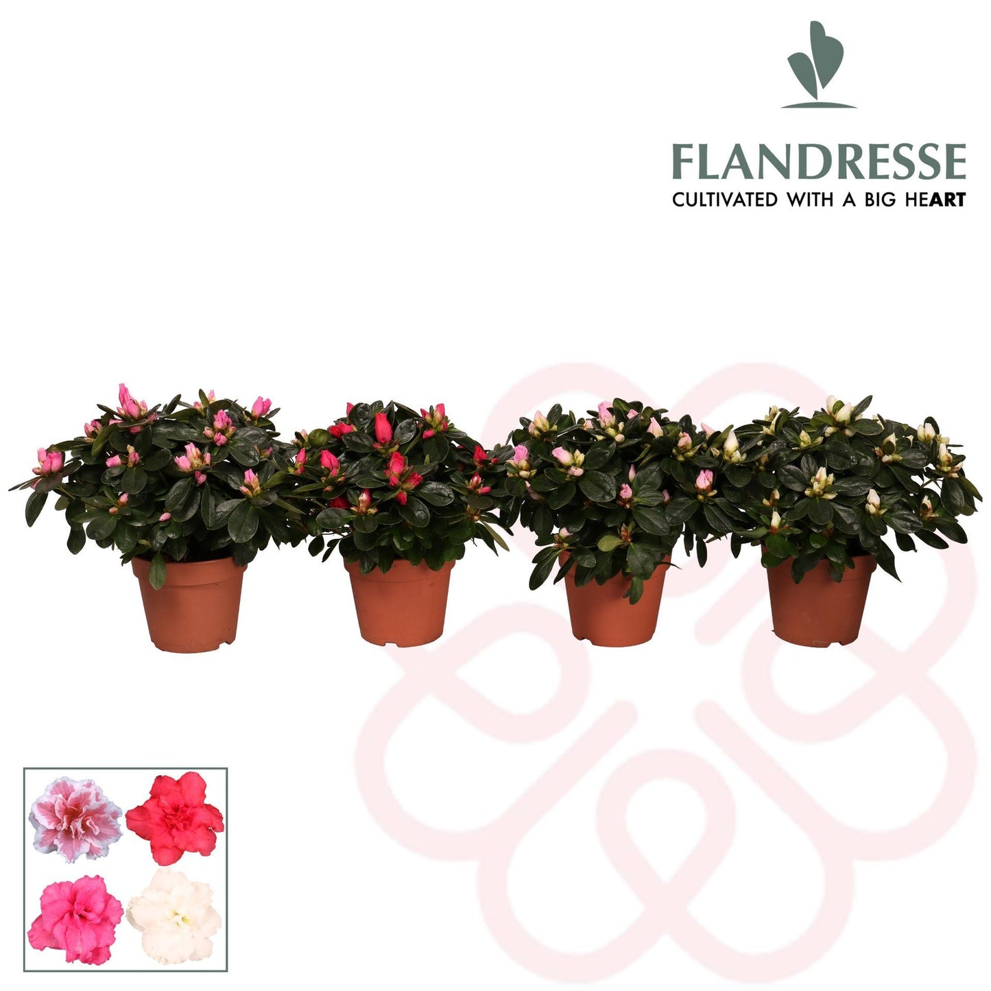 Azalea Flandresse® 'gemengd' االيا وردي فاتح