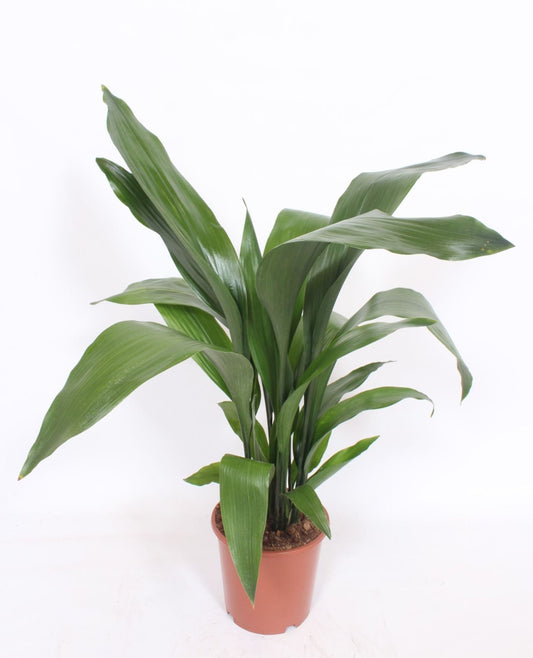 Aspidistra elatior