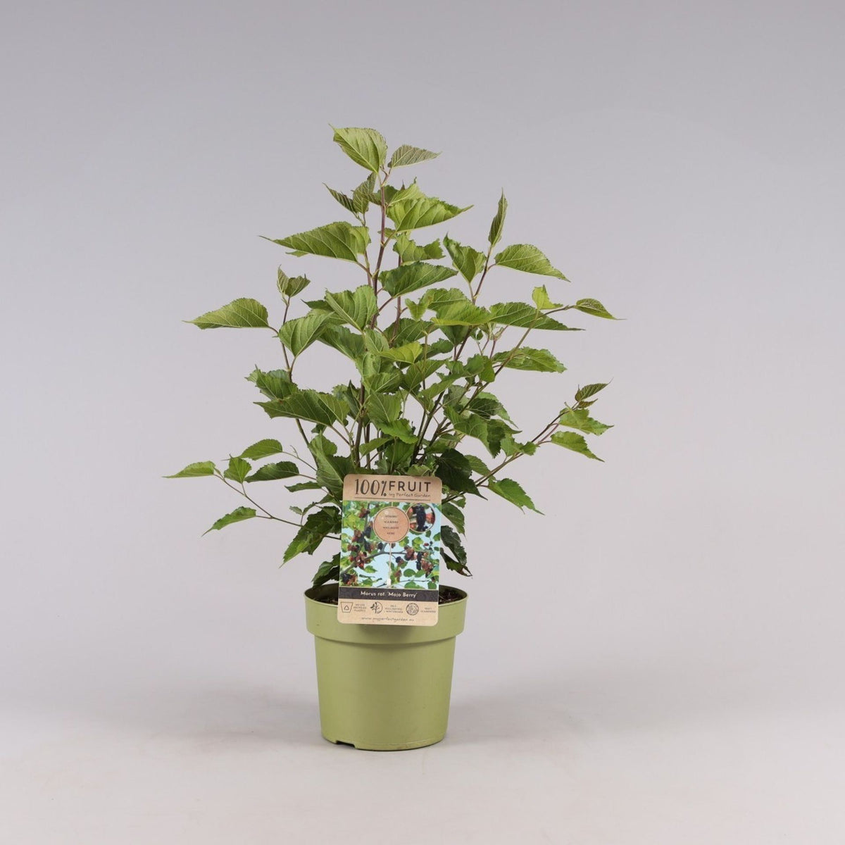 Morus alba 100% Fruit 21cm توت