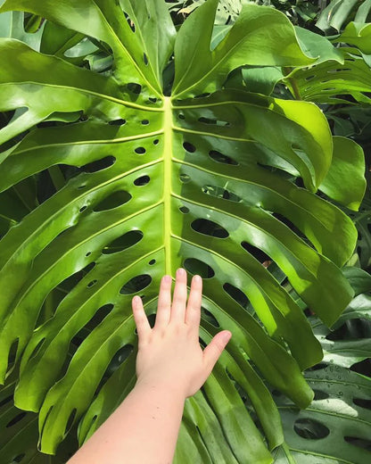 مونستيرا عملاقة Monstera deliciosa Monstera Deliciosa XXL