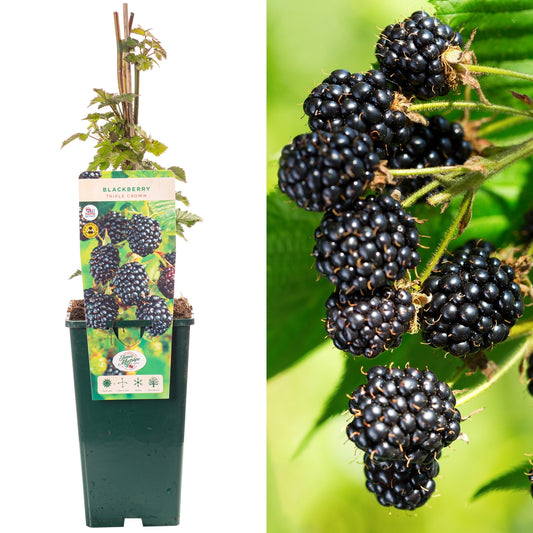blackberry  triple crown big 160cm