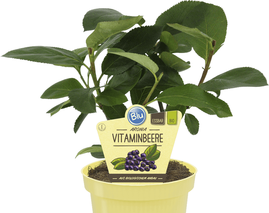 Vaccinium corymbosum بلوبيري