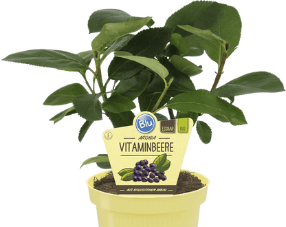 Vaccinium corymbosum بلوبيري