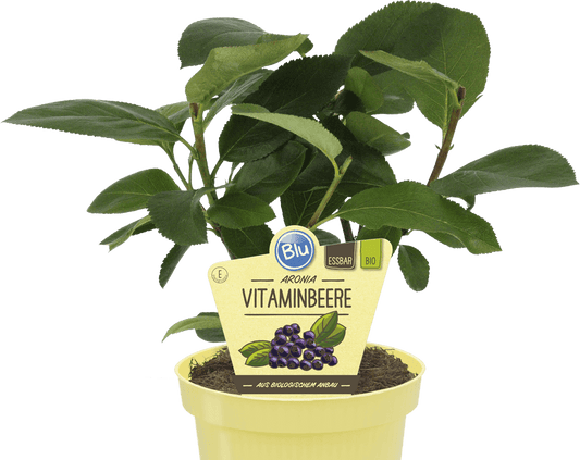 Vaccinium corymbosum