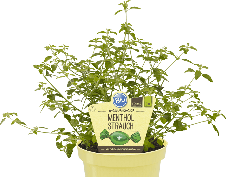 عشبة الفكس mentha STRAUCH
