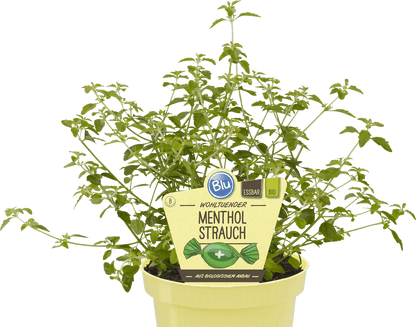 عشبة الفكس mentha STRAUCH