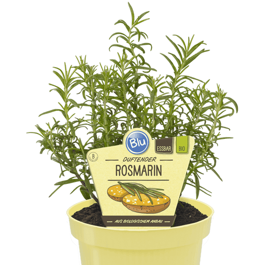 روزماري للعصائر