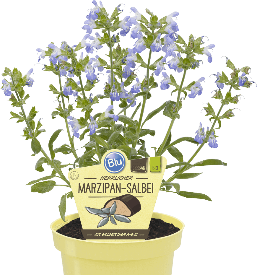 ميرامية  عادية