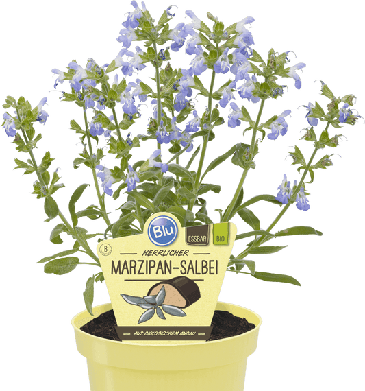 ميرامية  عادية