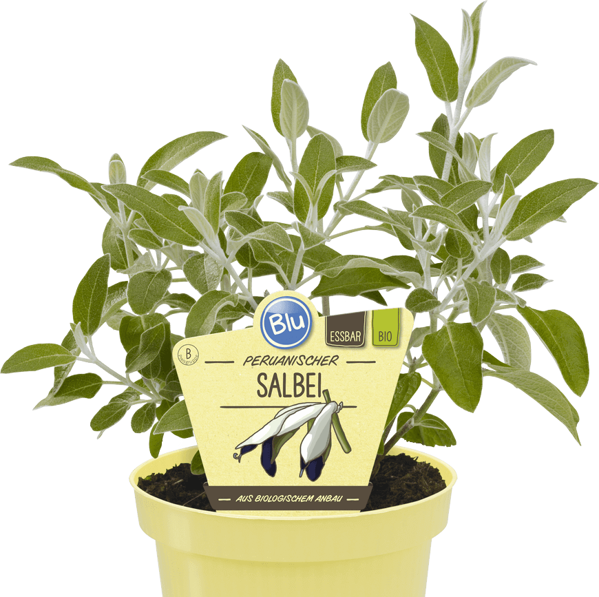 ميرامية  عادية