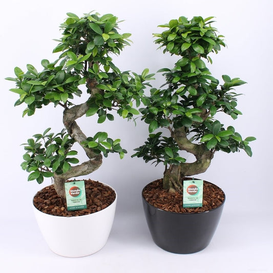 Ficus microcarpa ginseng Ficus Ginseng S type in ZwartWit ceramic with Bark,1 cutting(s)/pot