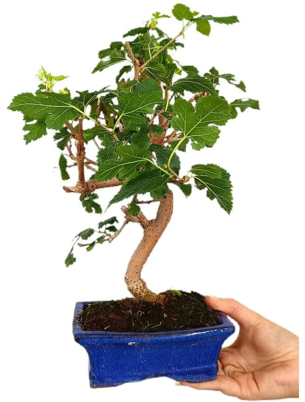 Bonsai  بونزاي توت