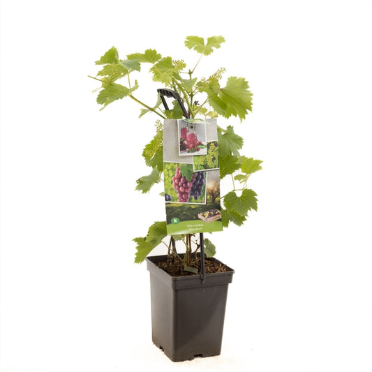 عنب ثلاث الوان  Trio druif - draagbeugel 3 planten 1 pot