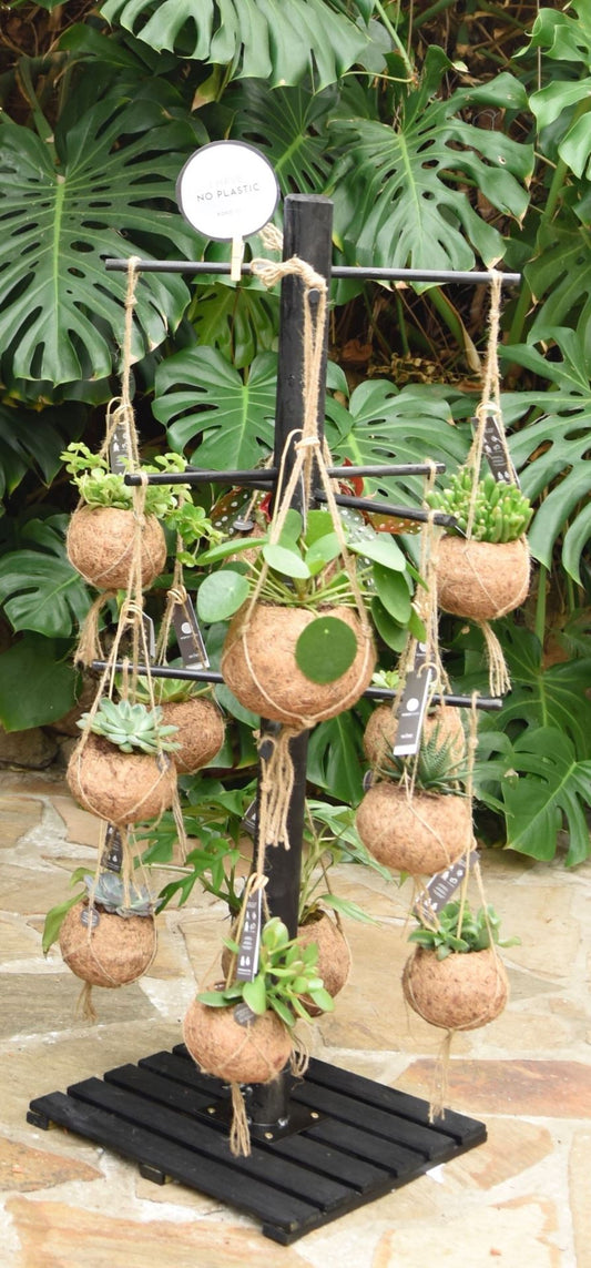hanging plants mixed Kokodama