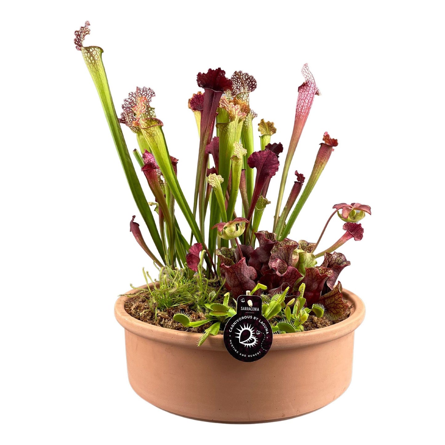 carnivorious plants mixed in 40 cm terracotta bowl