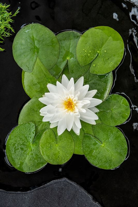 Nymphaea 'Gonnere' (3L.)