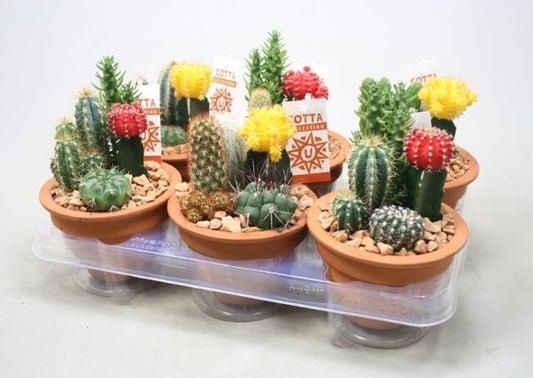 Cactus decorated flowering stage: