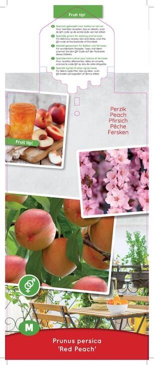 خوخ بوفروة احمر  Red Peach Dwergperzik grootvruchtig