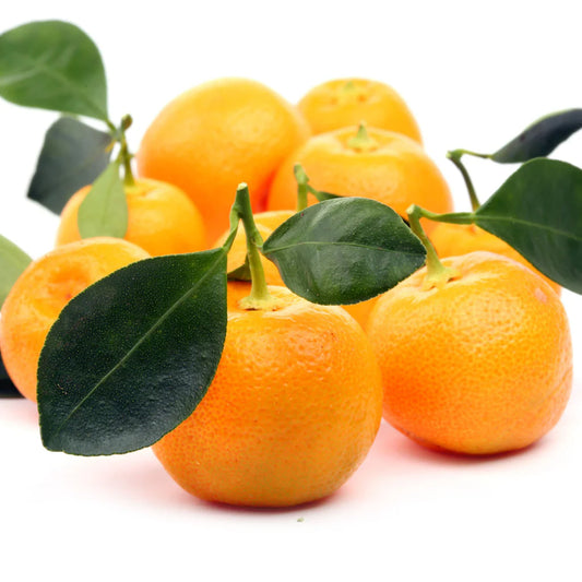 Citrus Calamondin افندي كلمنتين