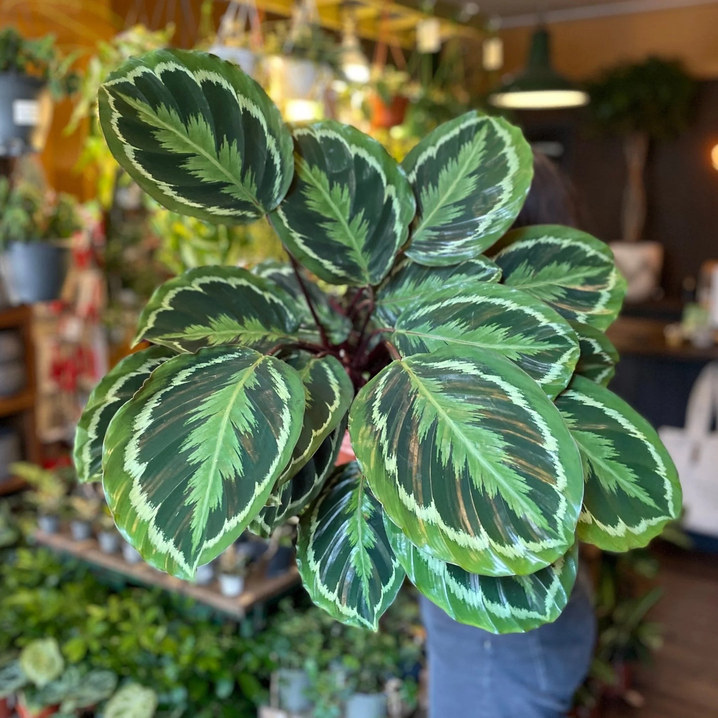 Calathea Medaillon